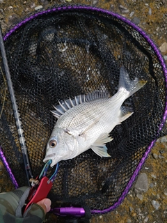 キビレの釣果