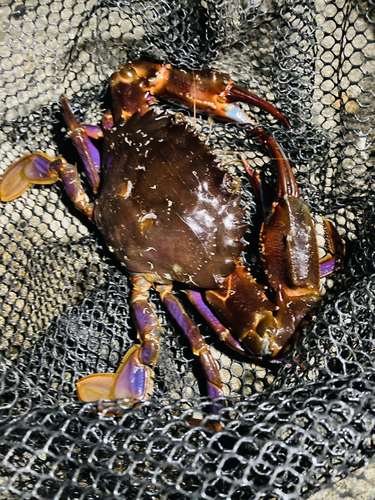 カニの釣果