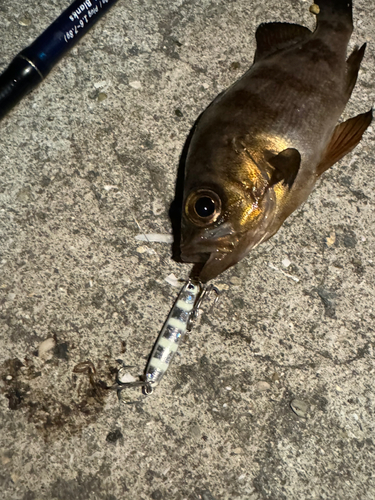 シロメバルの釣果