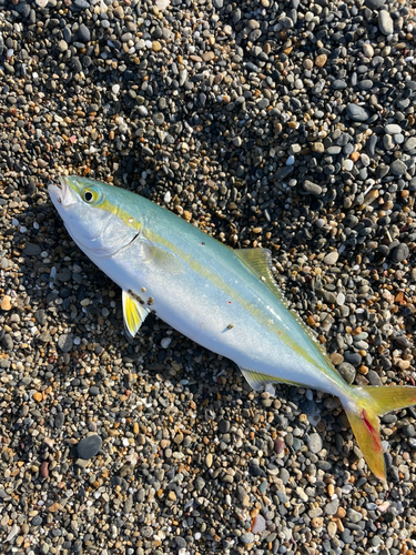 ワカシの釣果