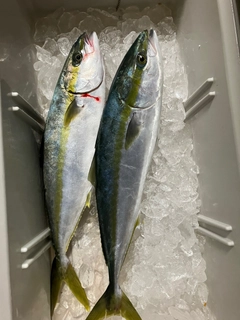 ヒラマサの釣果