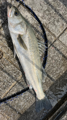 スズキの釣果