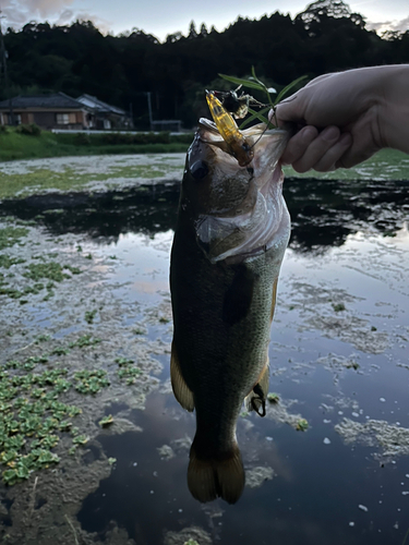 ブラックバスの釣果