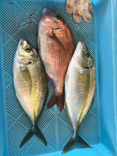 仮屋湾西遊魚センター