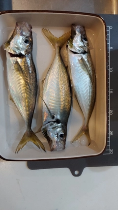 アジの釣果