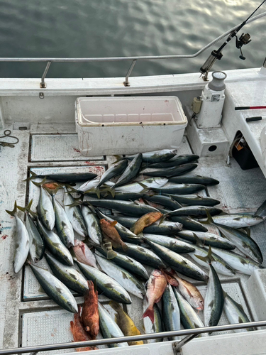 ブリの釣果