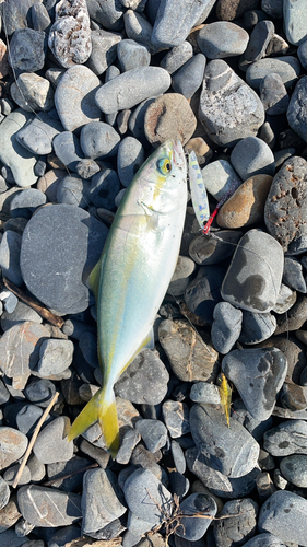 ワカシの釣果