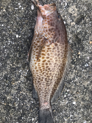 オオモンハタの釣果