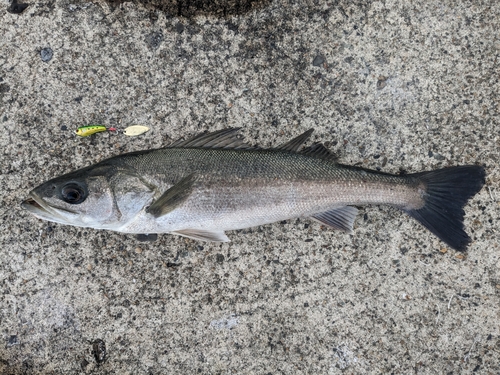 シーバスの釣果