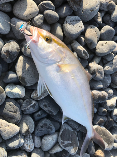 ショゴの釣果