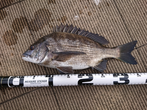 クロダイの釣果