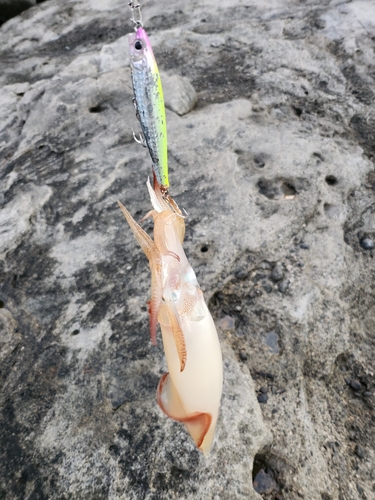 イカの釣果