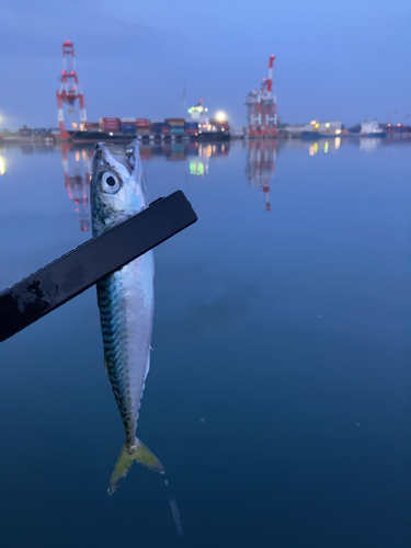 サバの釣果