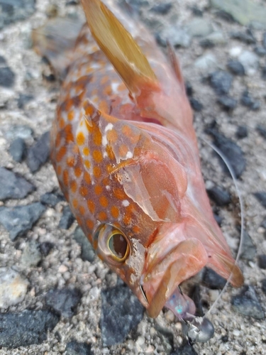 キジハタの釣果