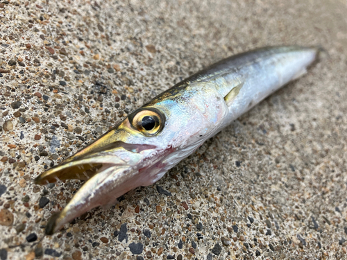 カマスの釣果