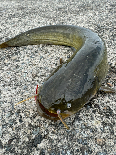 ナマズの釣果