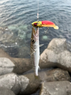 カマスの釣果