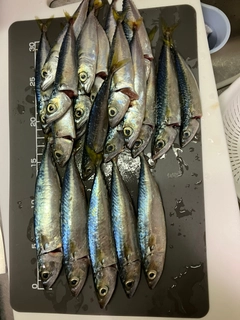 サバの釣果