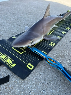 サメの釣果