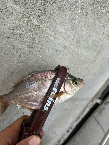 ウミタナゴの釣果