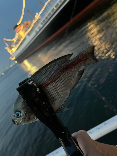 メジナの釣果