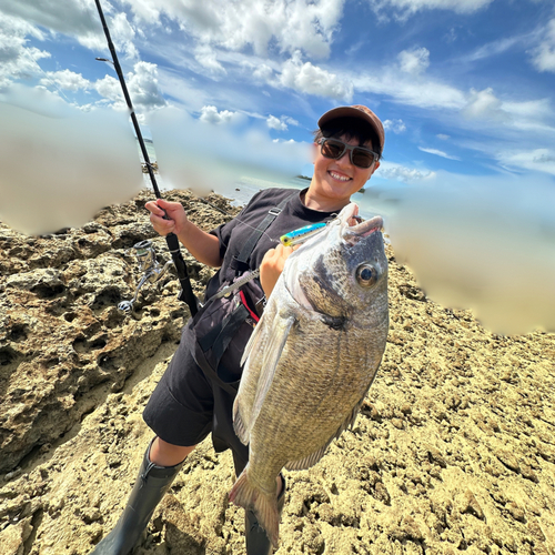 ミナミクロダイの釣果