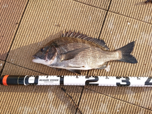 クロダイの釣果