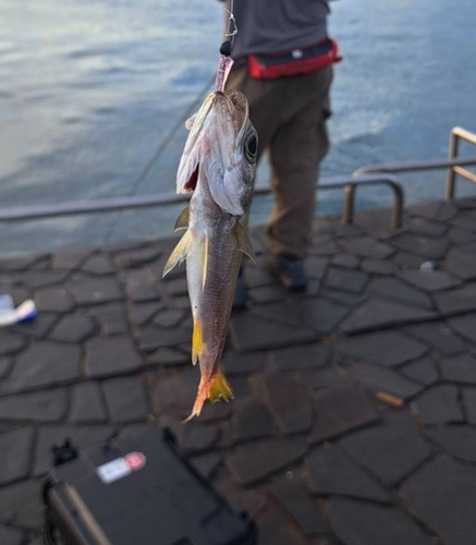 ワカシの釣果