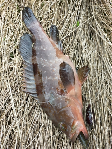 アコウの釣果