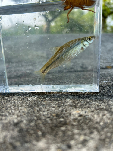 クチボソの釣果