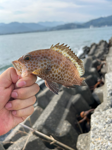 オオモンハタの釣果