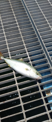 ツバスの釣果