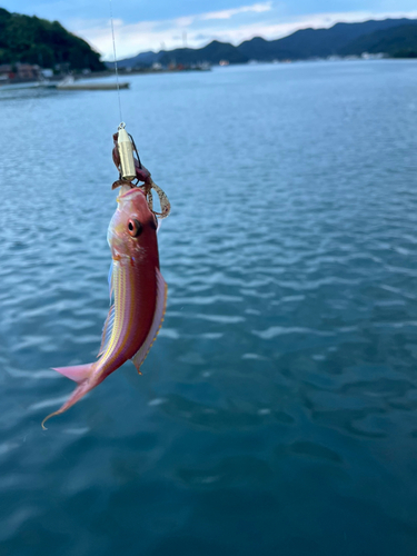 イトヨリダイの釣果