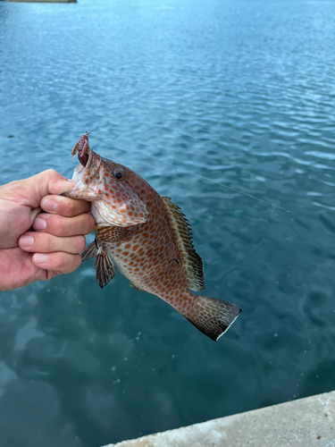 オオモンハタの釣果