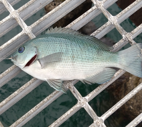 クチブトグレの釣果