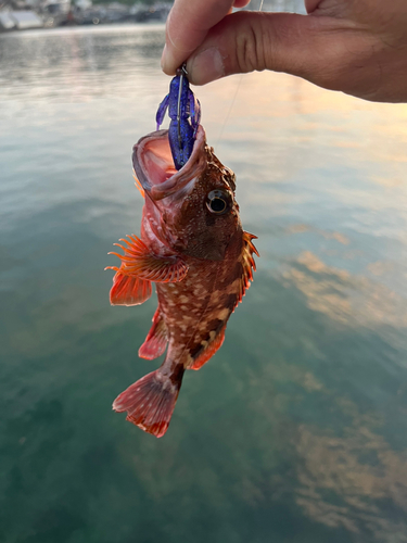 カサゴの釣果