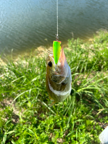 ラージマウスバスの釣果