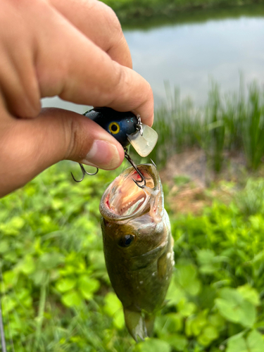 ラージマウスバスの釣果