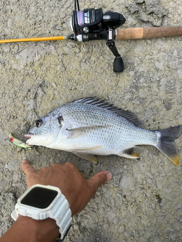 キビレの釣果