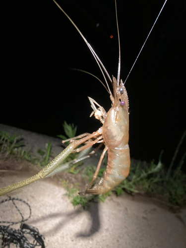 テナガエビの釣果