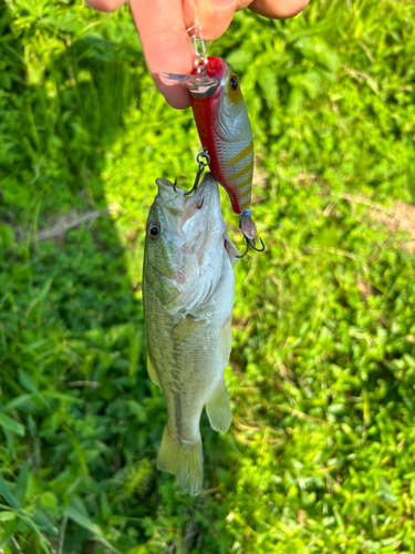 ラージマウスバスの釣果