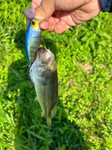 ラージマウスバスの釣果