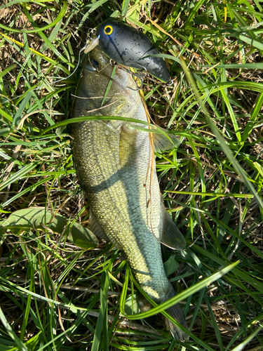 ラージマウスバスの釣果