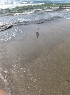 シタビラメの釣果