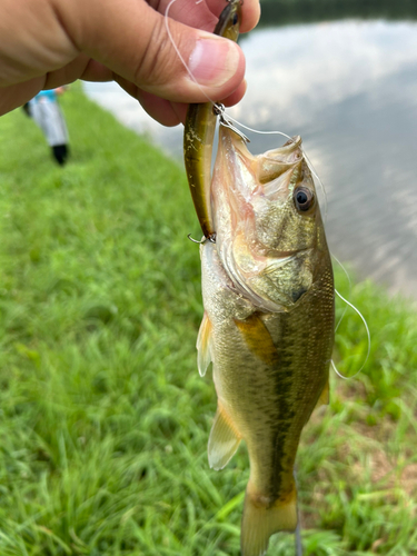 ラージマウスバスの釣果