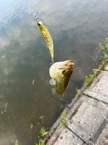 ラージマウスバスの釣果