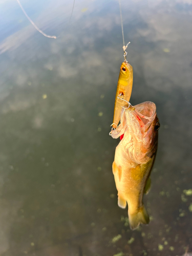 ラージマウスバスの釣果