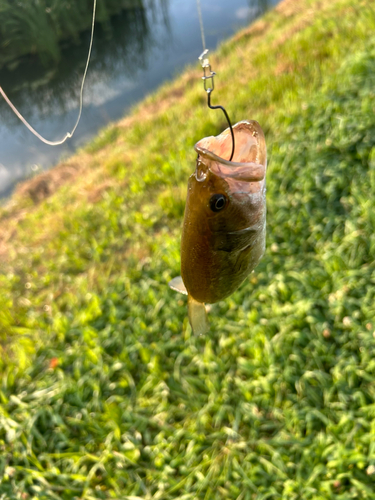 ラージマウスバスの釣果