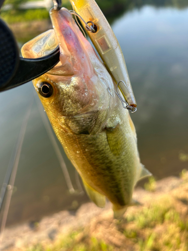 ラージマウスバスの釣果