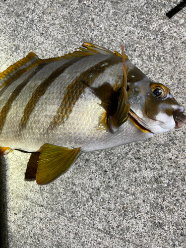 タカノハダイの釣果